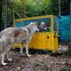 Both wolves and dogs responded well to communicative cues, but without a human present, dogs were helpless at discerning cause-and-effect relationships. (Felicity Robinson/Wolf Science Center)